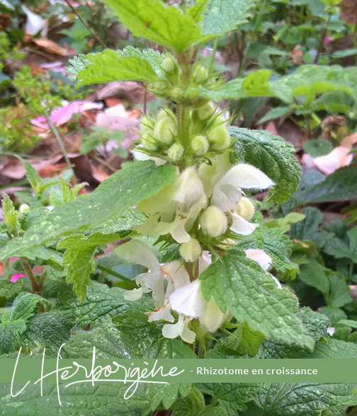 Lamier blanc en fleurs